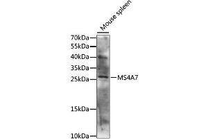 Western blot analysis of extracts of mouse spleen, using MS4A7 antibody (ABIN6292738) at 1:1000 dilution. (MS4A7 Antikörper)