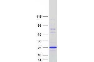 Validation with Western Blot (Transcription Factor 24 (TCF24) protein (Myc-DYKDDDDK Tag))