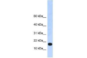 LOC115648 antibody used at 0. (LOC115648 (LOC115648) (Middle Region) Antikörper)