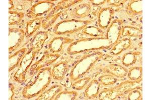 Immunohistochemistry of paraffin-embedded human kidney tissue using ABIN7163088 at dilution of 1:100