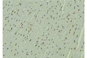 ABIN6272491 at 1/100 staining Mouse muscle tissue by IHC-P. (ZNHIT1 Antikörper  (Internal Region))