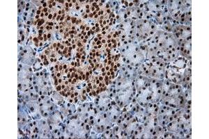 Immunohistochemistry (IHC) image for anti-Atrial Natriuretic Peptide Receptor 3 (NPR3) antibody (ABIN1499804) (NPR3 Antikörper)