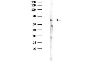 Western blot analysis of lysates from Mouse brain, using Phospho-SMAD6 (Ser435) Antibody at 1/1000 dilution.