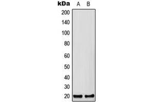 Western blot analysis of CFC1B expression in HEK293T (A), Raw264. (CFC1B Antikörper  (C-Term))