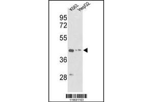 Western blot analysis of ACTG1 Antibody in K562, HepG2 cell line lysates (35ug/lane) (Actin, gamma 1 Antikörper  (AA 188-215))