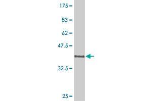 Western Blot detection against Immunogen (37. (POU6F1 Antikörper  (AA 193-301))
