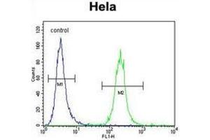 Flow cytometric analysis of Hela cells using IREB2 Antibody (Center) Cat. (IREB2 Antikörper  (Middle Region))