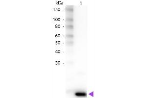 Western Blot of Rabbit anti-Human IL-9 Biotin Conjugated Antibody. (IL-9 Antikörper  (Biotin))