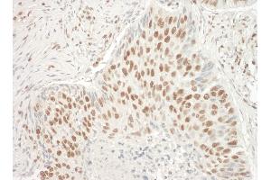 Immunohistochemistry (IHC) image for anti-THO Complex 4 (THOC4) (AA 25-75) antibody (ABIN7453477)