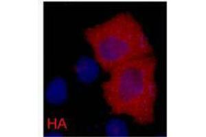 Immunofluorescence (IF) analysis of 293 cells transfected with a HA-tag protein,1:2000 dilution (blue DAPI, red anti-HA) (HA-Tag Antikörper)