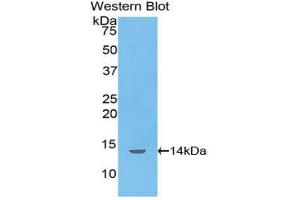Western Blotting (WB) image for anti-Inhibin, beta B (INHBB) (AA 297-411) antibody (ABIN1078192) (INHBB Antikörper  (AA 297-411))