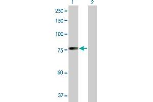 Western Blot analysis of MGRN1 expression in transfected 293T cell line by MGRN1 MaxPab polyclonal antibody. (Mahogunin RING Finger Protein 1 Antikörper  (AA 1-576))