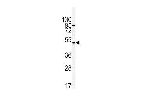 Western blot analysis of GIPR antibody (N-term) (ABIN391714 and ABIN2841605) in HL60 cell line lysates (35 μg/lane). (GIPR Antikörper  (N-Term))