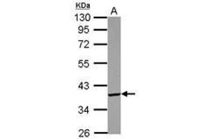Image no. 1 for anti-PDLIM1 Interacting Kinase 1 Like (PDIK1L) (AA 72-308) antibody (ABIN1500112) (PDIK1L Antikörper  (AA 72-308))