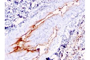 Formalin-fixed, paraffin-embedded human Spleen stained with vWF Mouse Monoclonal Antibody (VWF/1767). (VWF Antikörper  (AA 1815-1939))