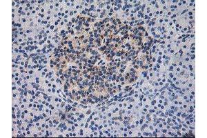 Immunohistochemical staining of paraffin-embedded Human pancreas tissue using anti-DLD mouse monoclonal antibody. (DLD Antikörper)