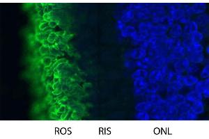 Blot of bovine retinal extracts probed with ABIN1580458. (Rhodopsin Antikörper)