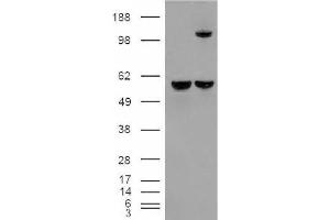 Image no. 2 for anti-Insulin-Degrading Enzyme (IDE) (Internal Region) antibody (ABIN375106) (IDE Antikörper  (Internal Region))