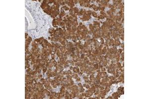 Immunohistochemical staining (Formalin-fixed paraffin-embedded sections) of human pancreas with THEM4 polyclonal antibody  shows strong cytoplasmic positivity in exocrine glandular cells.