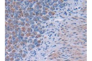 DAB staining on IHC-P; Samples: Mouse Stomach Tissue (TSKU Antikörper  (AA 30-307))