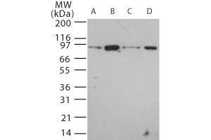 Image no. 1 for anti-Toll-Like Receptor 12 (Tlr12) (AA 700-800) antibody (ABIN208611)