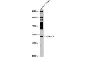 Western blot analysis of extracts of mouse spleen, using TSP antibody (ABIN7270785) at 1:3000 dilution. (Tetraspanin 15 Antikörper  (AA 110-220))