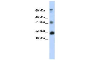Western Blotting (WB) image for anti-BUD31 Homolog (BUD31) antibody (ABIN2458318) (BUD31 Antikörper)