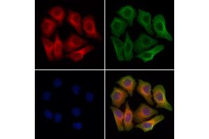 ABIN7094128 and ABIN7098172 staining Hela cells by IF/ICC. (CHMP1B Antikörper  (C-Term))