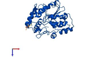 SULT1A4 Protein (AA 1-295) (His tag)