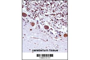 TRA2B Antibody immunohistochemistry analysis in formalin fixed and paraffin embedded human cerebellum tissue followed by peroxidase conjugation of the secondary antibody and DAB staining. (TRA2B Antikörper  (AA 208-237))