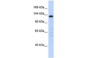 Western Blotting (WB) image for anti-Splicing Factor 3b, Subunit 3, 130kDa (SF3B3) antibody (ABIN2458526) (SF3B3 Antikörper)
