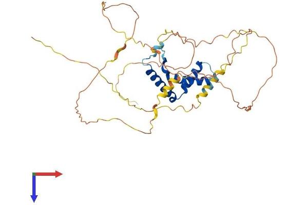 TCF7 Protein (AA 1-384) (His tag)