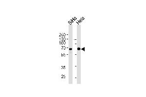 NLK Antibody (ABIN1882269 and ABIN2843492) western blot analysis in SiHa,Hela cell line lysates (35 μg/lane). (Nemo-Like Kinase Antikörper)