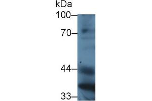 Western Blot; Sample: Mouse Liver lysate; ;Primary Ab: 3µg/ml Rabbit Anti-Mouse PON1 Antibody;Second Ab: 0.
