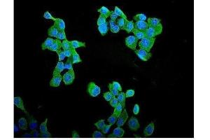 anti-Cyclin B1 (CCNB1) (AA 1-433) antibody