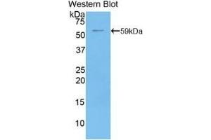 Detection of recombinant CD73 using Polyclonal Antibody to Cluster Of Differentiation 73 (CD73) (CD73 Antikörper  (AA 29-550))