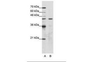 Image no. 1 for anti-Obg-Like ATPase 1 (OLA1) (AA 29-78) antibody (ABIN202423)