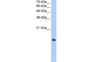 WB Suggested Anti-PILRA Antibody Titration:  0. (PILRA Antikörper  (N-Term))