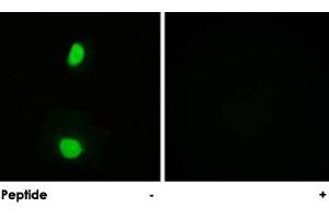Immunofluorescence analysis of HeLa cells, using KAT5 polyclonal antibody .