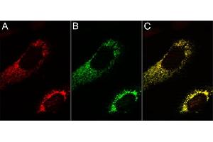 3T3 cells transfected with the mitochondrial marker TOM70-mTagBFP (A, false color illustration in red), stained with anti-TagBFP Atto488 (B, green). (Rekombinanter Blue Fluorescent Protein Antikörper  (Atto 488))