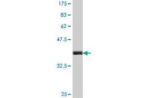 Western Blotting (WB) image for anti-Tumor Necrosis Factor (Ligand) Superfamily, Member 18 (TNFSF18) (AA 68-177) antibody (ABIN563898)