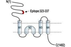 Representative domain view of the target of ABIN7043230.