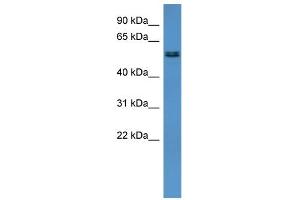 WB Suggested Anti-Alg8 Antibody Titration:  0. (ALG8 Antikörper  (Middle Region))