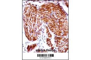 PAEP Antibody immunohistochemistry analysis in formalin fixed and paraffin embedded human uterus tissue followed by peroxidase conjugation of the secondary antibody and DAB staining. (PAEP Antikörper  (AA 73-101))
