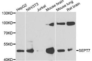 Western blot analysis of extracts of various cell lines, using SEPT7 antibody. (Septin 7 Antikörper)