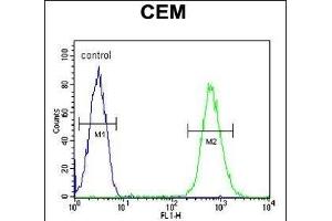 CD37 Antibody (Center) (ABIN654668 and ABIN2844364) flow cytometric analysis of CEM cells (right histogram) compared to a negative control cell (left histogram). (CD37 Antikörper  (AA 101-130))