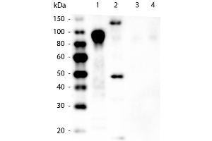 Western Blot of Mouse anti-6xHIS Tag Antibody.