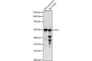 Western blot analysis of extracts of various cell lines, using DST antibody (ABIN3022722, ABIN3022723, ABIN3022724 and ABIN6219179) at 1:1000 dilution. (Dystonin Antikörper  (AA 1-270))