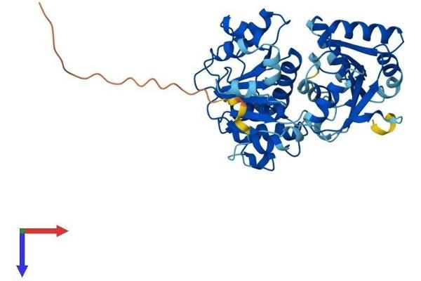 EIF4A3 Protein (AA 1-411) (His tag)