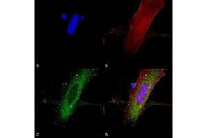 Immunocytochemistry/Immunofluorescence analysis using Mouse Anti-GluN2A/NR2A Monoclonal Antibody, Clone S327A-38 (ABIN2483889).